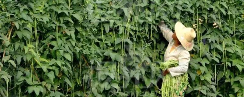 豇豆农药残留高吗