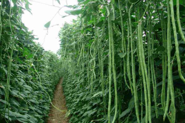 豇豆农药残留高吗,是农药残留的高危蔬菜