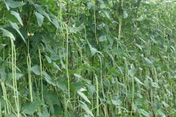 豇豆农药残留高吗,是农药残留的高危蔬菜