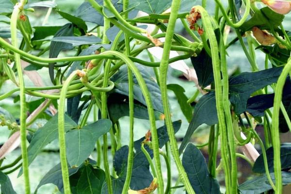 豇豆农药残留高吗,是农药残留的高危蔬菜