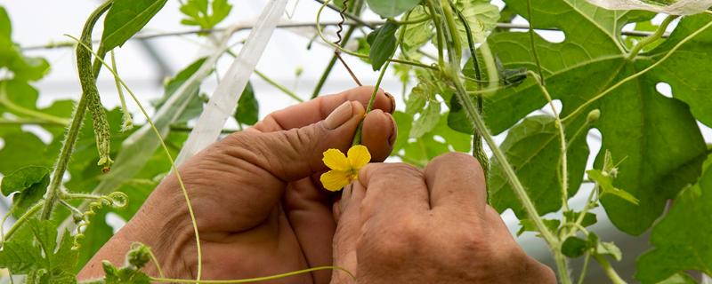 苦瓜授粉的注意事项
