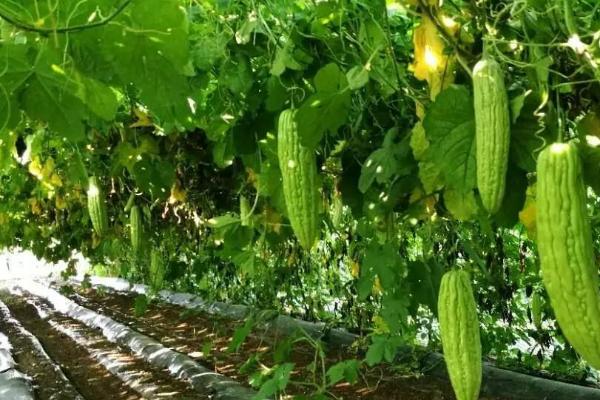 苦瓜授粉的注意事项,授粉时间应选择上午8-10时