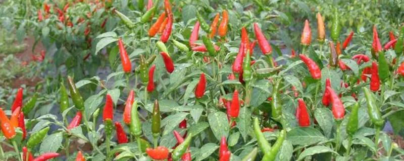 朝天椒的市场价格