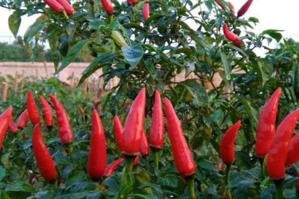 朝天椒的市场价格,约7-9元/斤