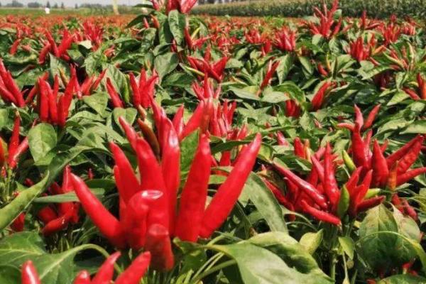 朝天椒的市场价格,约7-9元/斤