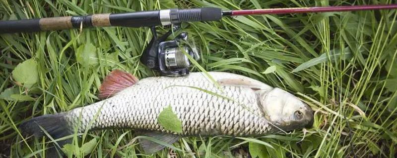 草鱼春季开口时间