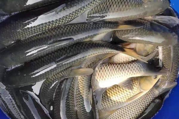 草鱼春季开口时间，3月份即可开口