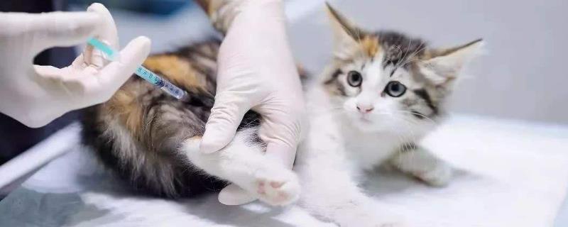猫多大可以打疫苗