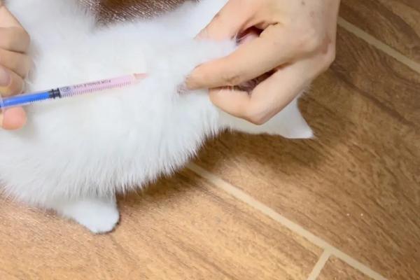 猫多大可以打疫苗，两个月以上即可接种