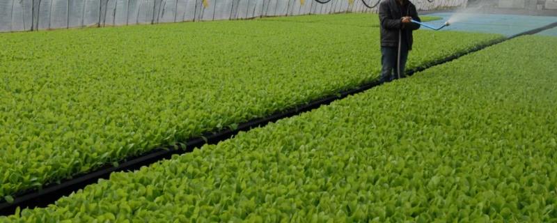 冬季大棚蔬菜浇水方法