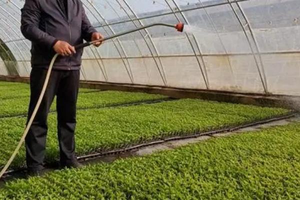 冬季大棚蔬菜浇水方法,应看天浇水