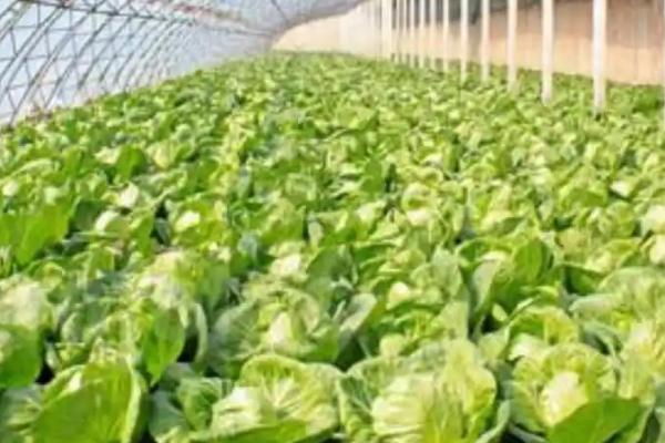 冬季大棚蔬菜浇水方法,应看天浇水