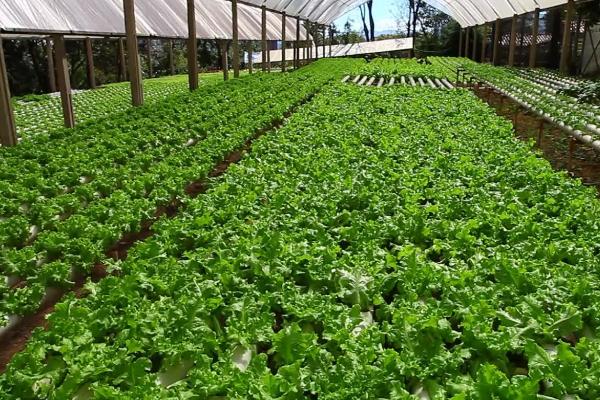 冬季大棚蔬菜浇水方法,应看天浇水