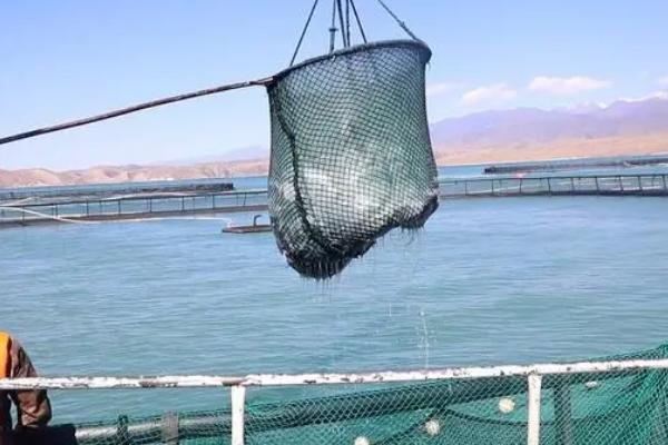 大西洋休渔地区的分布特征，主要分布在欧洲以及北美沿岸