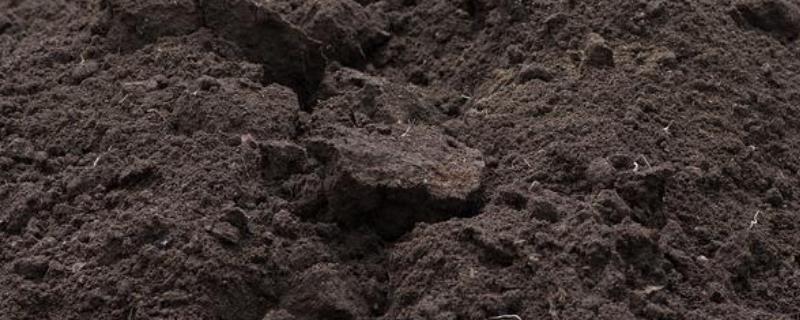 兔子粪便怎么发酵