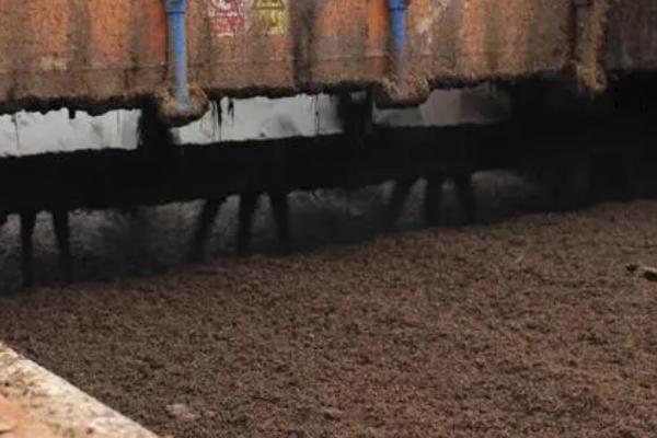 兔子粪便怎么发酵,将兔子粪便收集至堆肥堆中发酵