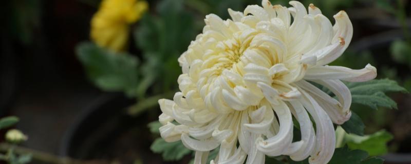 白菊花和黄菊花的区别