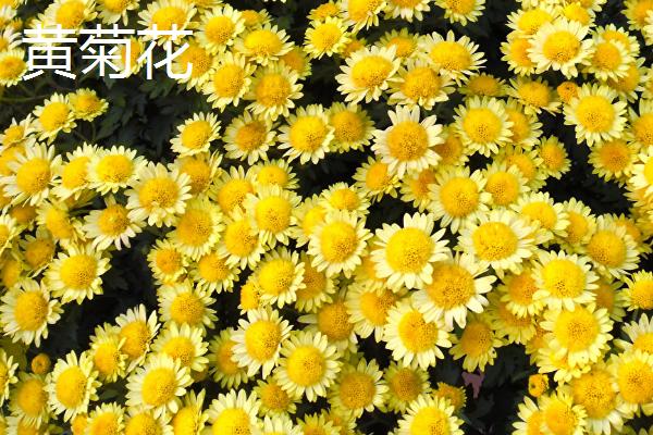 白菊花和黄菊花的区别,颜色和来源均不同