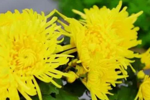 白菊花和黄菊花的区别,颜色和来源均不同