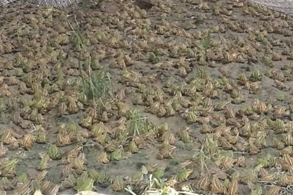 青蛙的养殖方法,养殖密度为100-150只/平方米