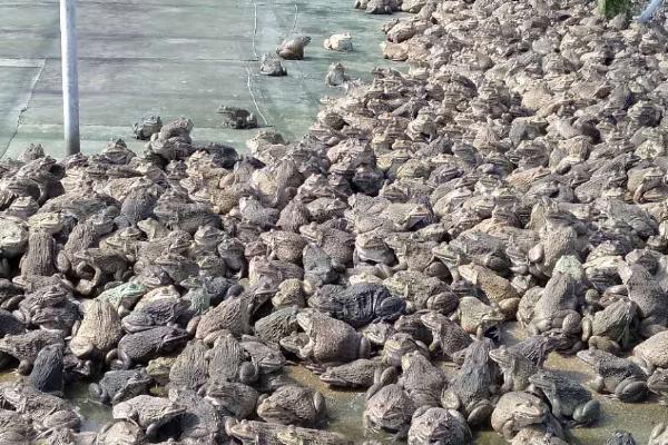 青蛙的养殖方法,养殖密度为100-150只/平方米