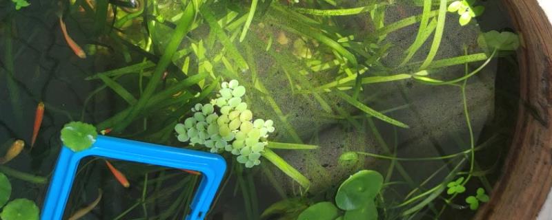 鱼缸油膜是怎么产生的