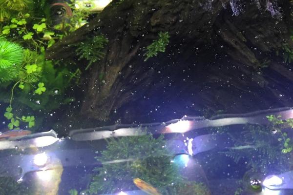 鱼缸油膜是怎么产生的,可能是由于藻类腐烂后内含的油脂溶解在水中