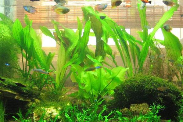 鱼缸油膜是怎么产生的,可能是由于藻类腐烂后内含的油脂溶解在水中