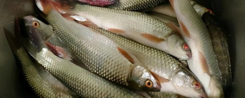 土鲮和麦鲮一样吗