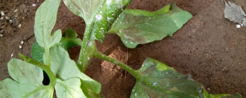 番茄灰叶斑病的综合防控措施