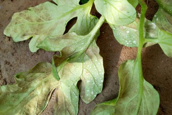 番茄灰叶斑病的综合防控措施,高温闷棚可减少初侵染源