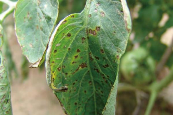 番茄灰叶斑病的综合防控措施,高温闷棚可减少初侵染源