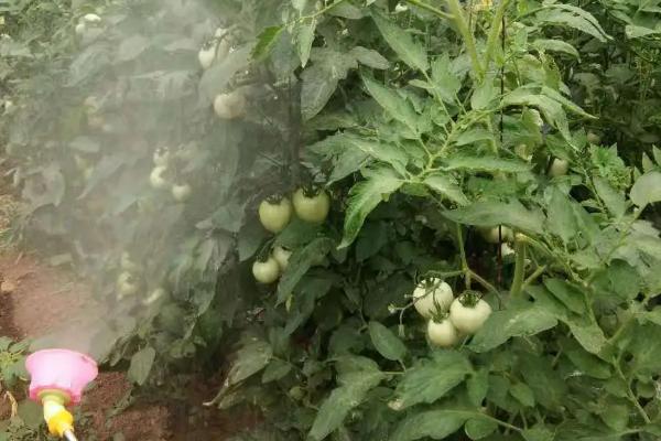 番茄灰叶斑病的综合防控措施,高温闷棚可减少初侵染源