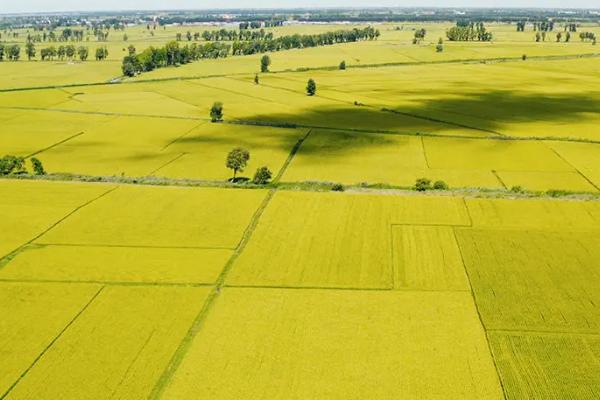 恒丰优1082水稻品种简介，桂南晚稻生育期113.7天