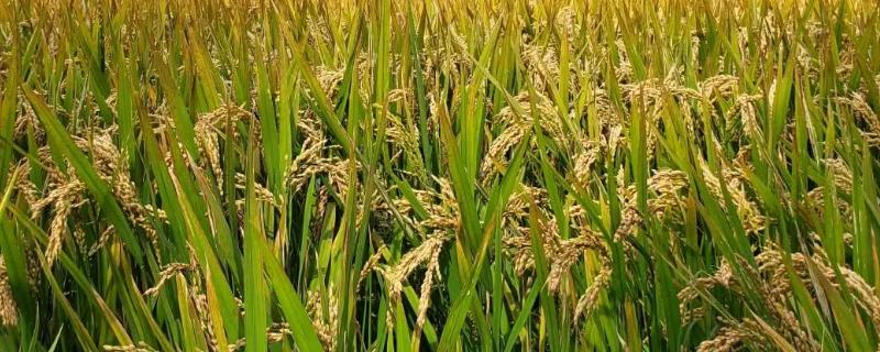 琅50S水稻种子特点