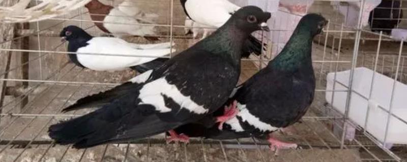 怎么治疗鸽子拉绿水便