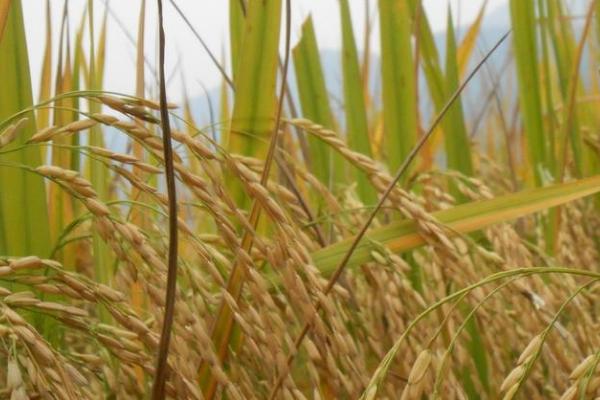 金龙优163水稻种简介,秧田亩播种量10~15公斤