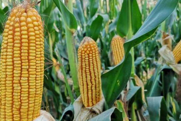 佳甜糯968玉米品种简介,亩植密度3300株左右