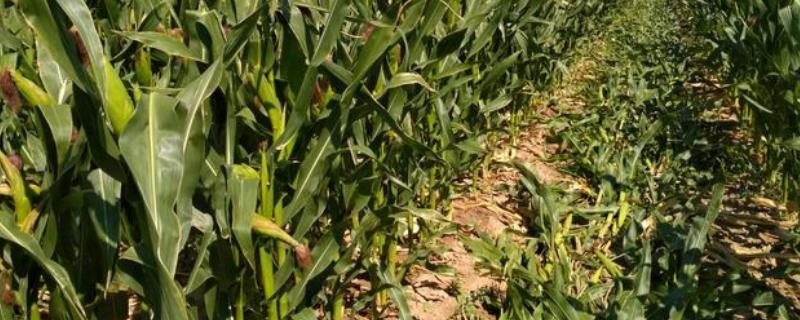 十九行713玉米品种简介