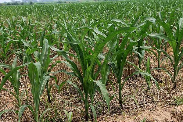 十九行713玉米品种简介,3月上中旬播种育苗为宜