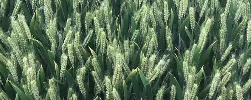 渝1768小麦种子简介