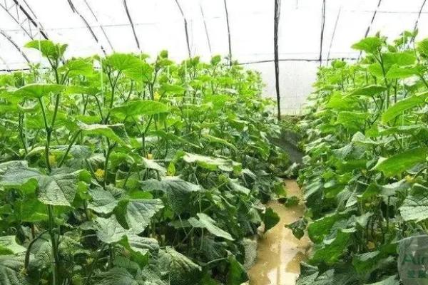 棚室蔬菜施肥方法，应做到“四结合”