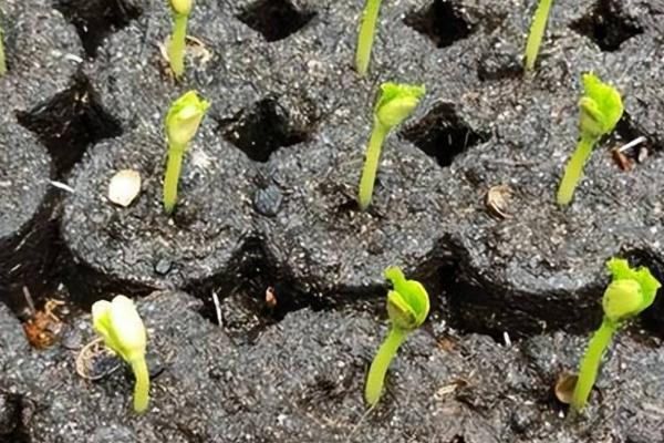 苦瓜的种植方法，挑选抗病性强、产量高的种子