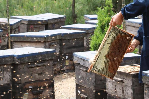 四季养蜂口诀，立夏洋槐主蜜源、二茬洋槐紫荆花