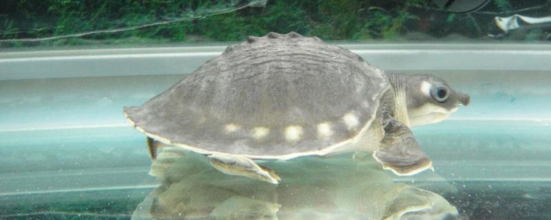 猪鼻龟能不能养