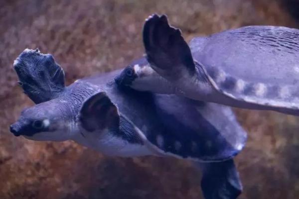 猪鼻龟能不能养,可以饲养但要办理相关证件