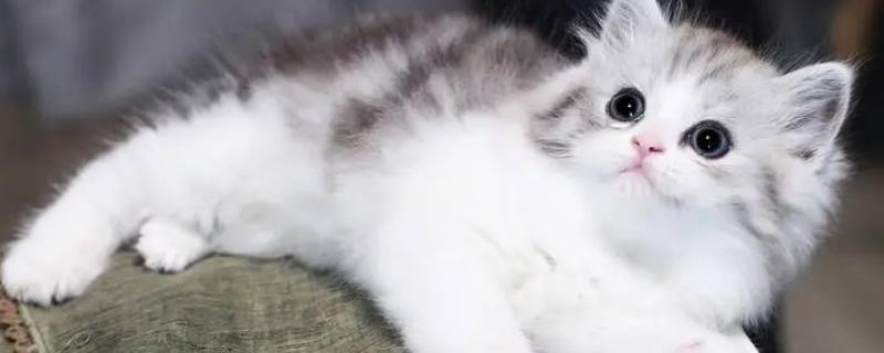 猫一直干呕吐不出来是怎么回事