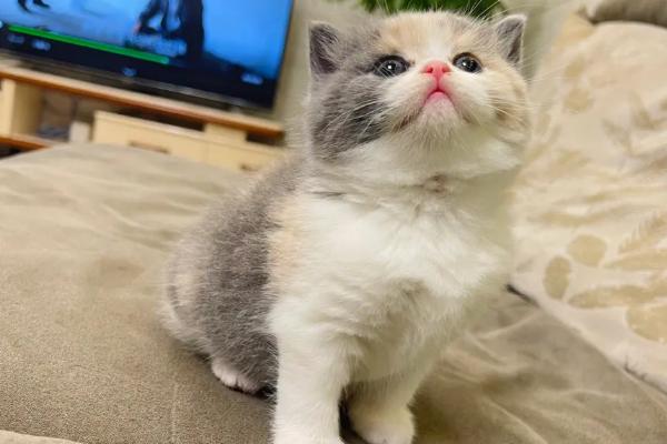 猫一直干呕吐不出来是怎么回事,可能是因为毛球症、体内寄生虫等导致