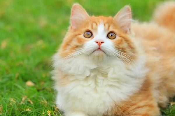 猫一直干呕吐不出来是怎么回事,可能是因为毛球症、体内寄生虫等导致