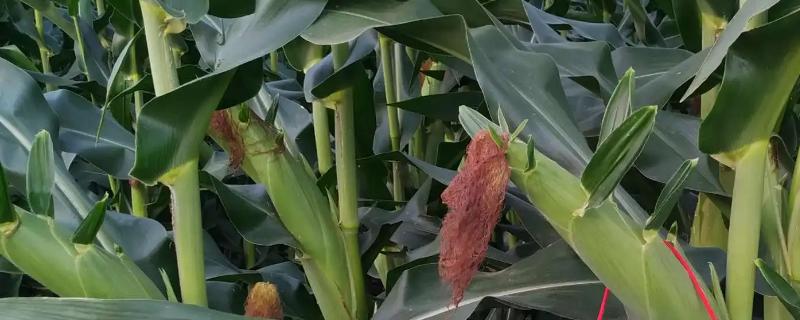 华鲜玉1801玉米种子特点